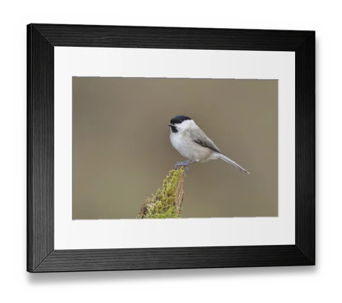 Framed Print : Willow Tit (Parus montanus), Willow Tit (Parus montanus) sitting on a branch overgrown with moss