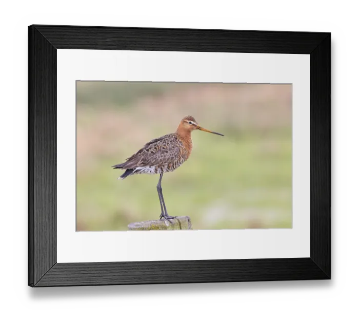 Framed Print : Black-tailed godwit (limosa limosa) Framed Print : Black-tailed godwit (limosa limosa)