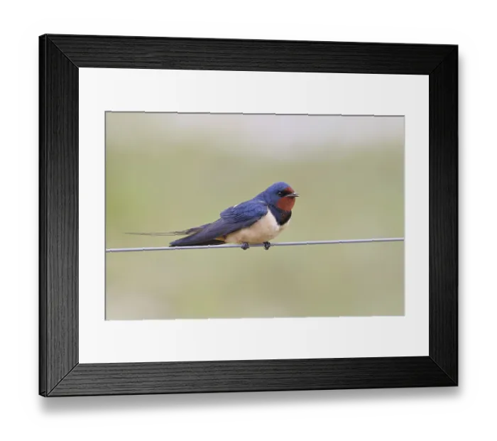 Framed Print : Barn Swallow (Hirundo rustica) sitting on a pasture fence