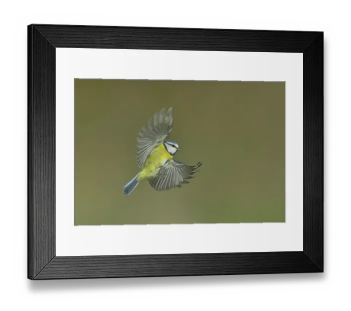 Framed Print : Blue tit (Parus caeruleus) in flight