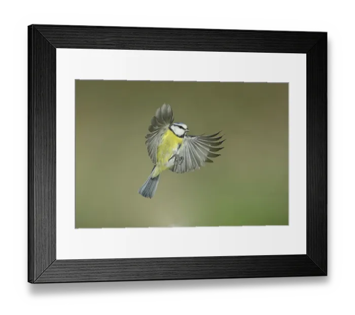 Framed Print : Blue tit (Parus caeruleus) in flight Framed Print : Blue tit (Parus caeruleus) in flight