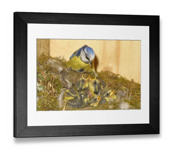 Framed Print : Blue tit (Cyanistes caeruleus) feeding the young in the nest