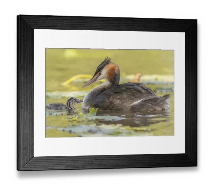 Framed Print : Great Crested Grebe (Podiceps scalloped ribbonfish) swims with young chicks near aquatic plants Framed Print : Great Crested Grebe (Podiceps scalloped ribbonfish) swims with young chicks near aquatic plants