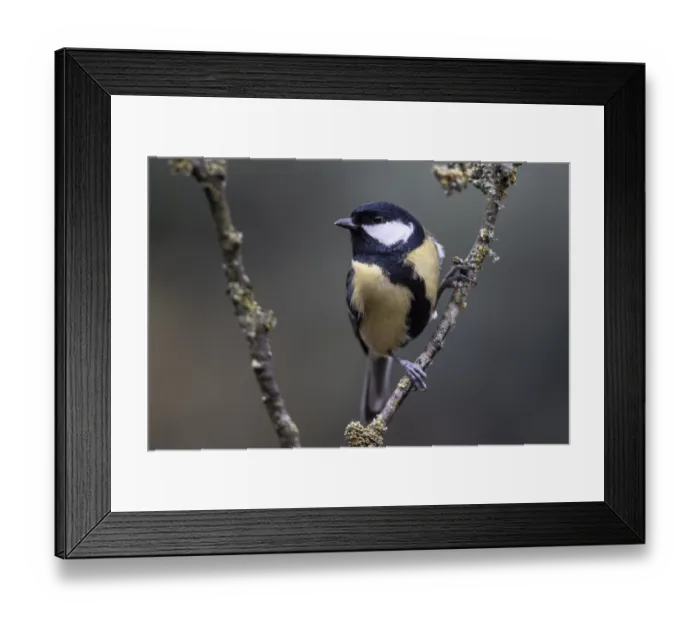 Framed Print : Great Tit (Parus major), Emsland Framed Print : Great Tit (Parus major), Emsland