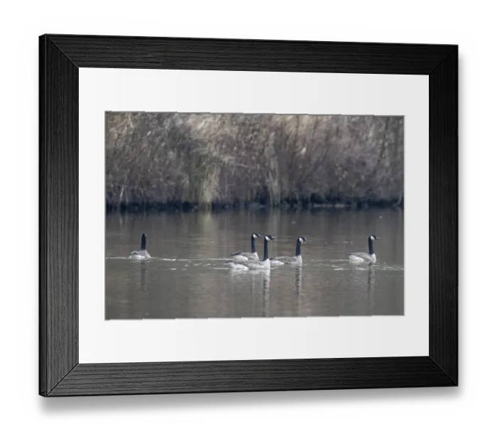 Framed Print : Canada geese (Branta canadensis)