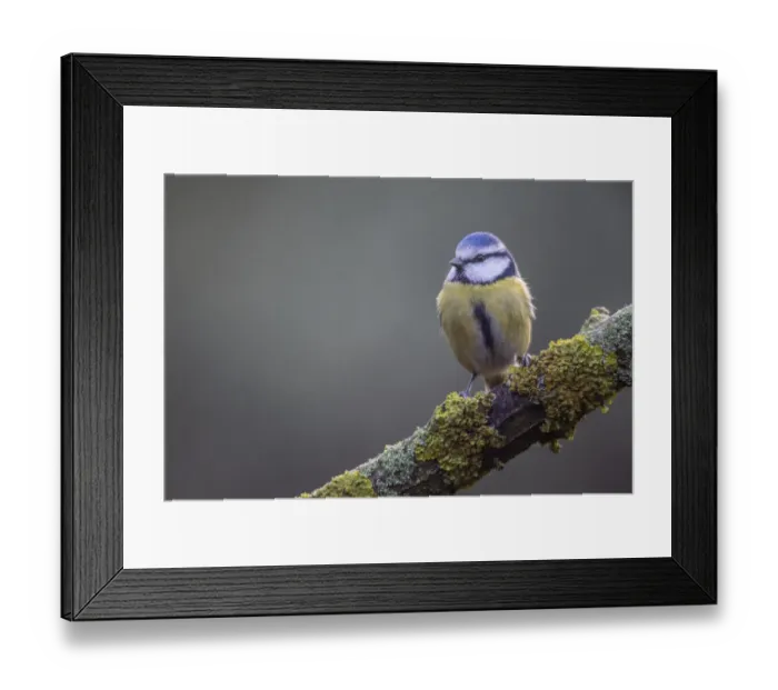 Framed Print : Blue tit (Parus caerulea), Emsland