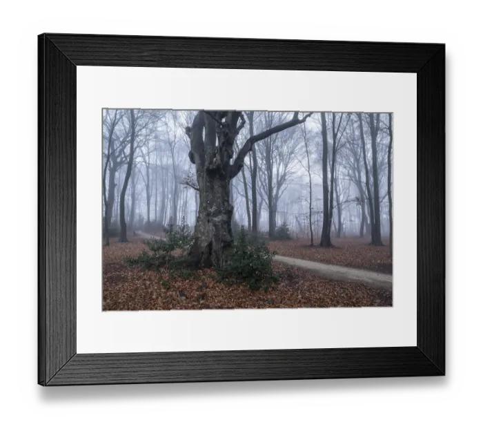 Framed Print : Beech forest (Fagus sylvatica) in the fog