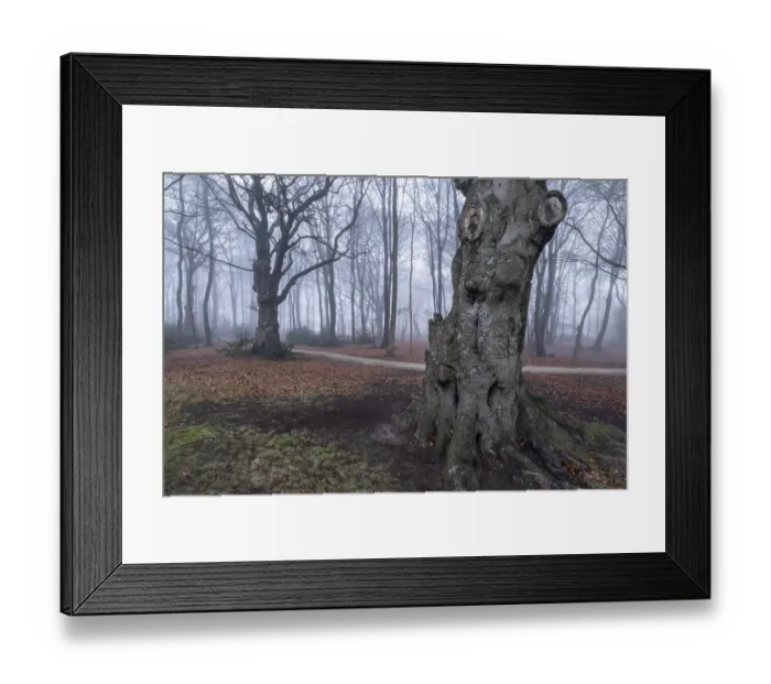 Framed Print : Beech forest (Fagus sylvatica) in the fog