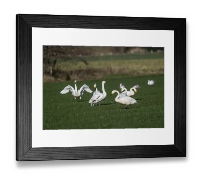 Framed Print : Whooper swans (Cygnus cygnus), Emsland