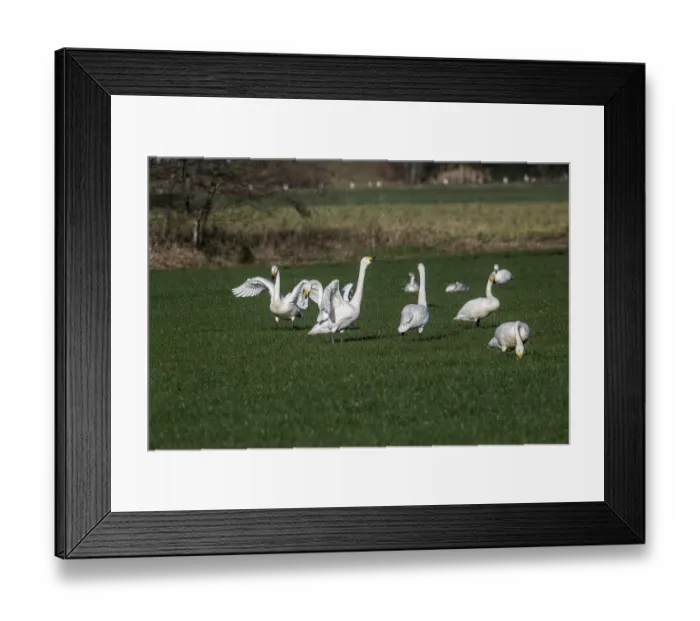 Framed Print : Whooper swans (Cygnus cygnus), Emsland Framed Print : Whooper swans (Cygnus cygnus), Emsland