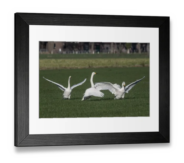 Framed Print : Whooper swans (Cygnus cygnus), Emsland Framed Print : Whooper swans (Cygnus cygnus), Emsland
