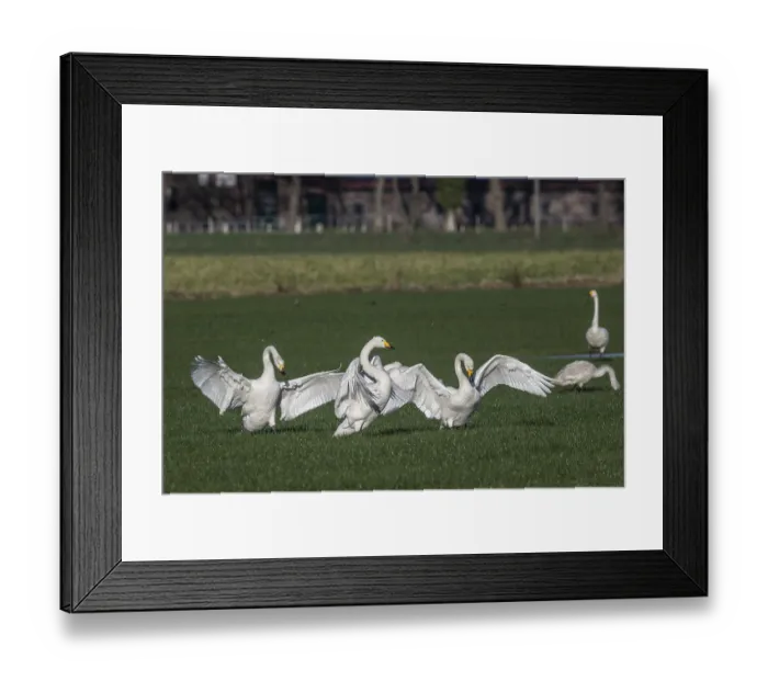 Framed Print : Whooper swans (Cygnus cygnus), Emsland Framed Print : Whooper swans (Cygnus cygnus), Emsland