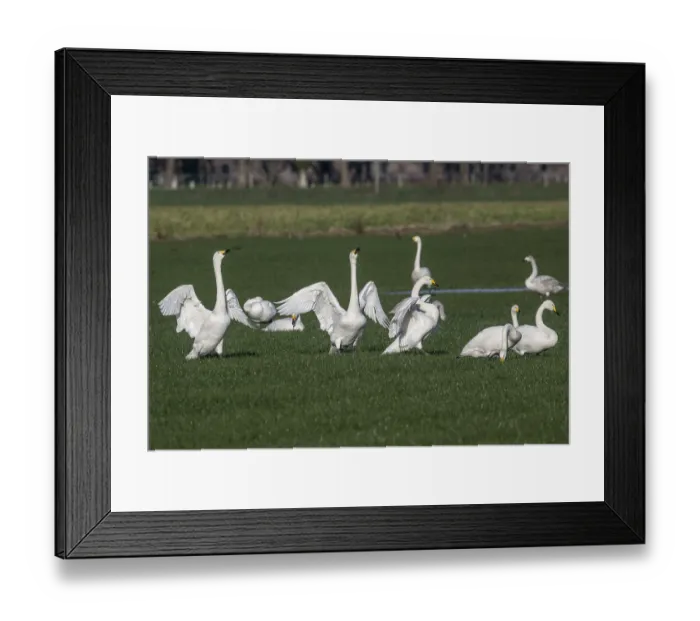 Framed Print : Whooper swans (Cygnus cygnus), Emsland