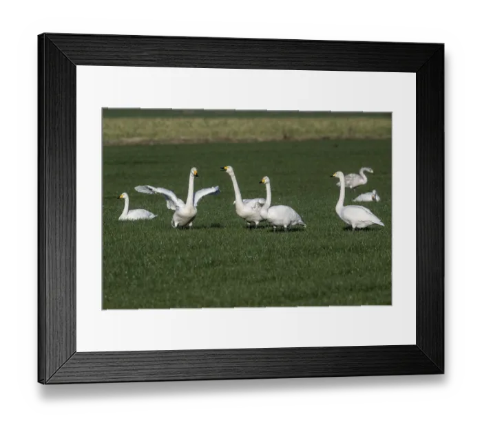 Framed Print : Whooper swans (Cygnus cygnus), Emsland Framed Print : Whooper swans (Cygnus cygnus), Emsland