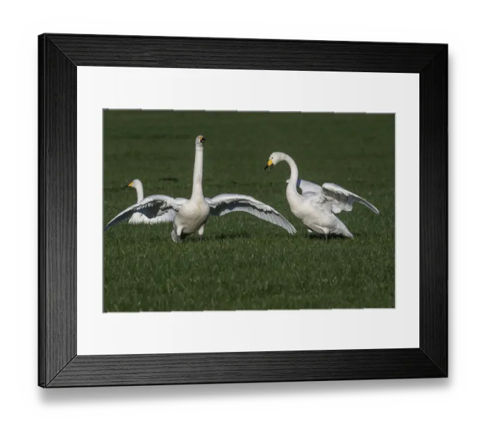 Framed Print : Whooper swans (Cygnus cygnus), Emsland