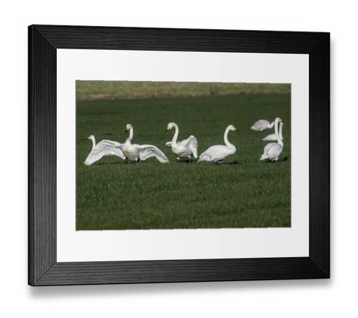 Framed Print : Whooper swans (Cygnus cygnus), Emsland