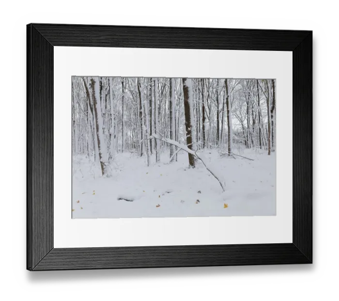 Framed Print : Nature, snow covered tree trunks Framed Print : Nature, snow covered tree trunks