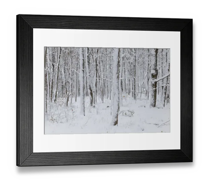 Framed Print : Nature, snow covered tree trunks