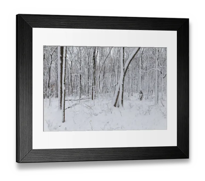 Framed Print : Nature, snow covered tree trunks