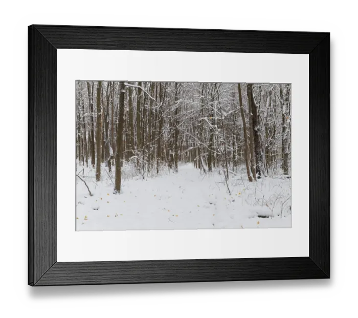 Framed Print : Nature, snow covered tree trunks Framed Print : Nature, snow covered tree trunks