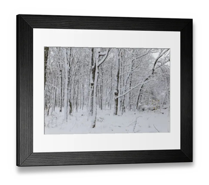 Framed Print : Nature, snow covered tree trunks Framed Print : Nature, snow covered tree trunks