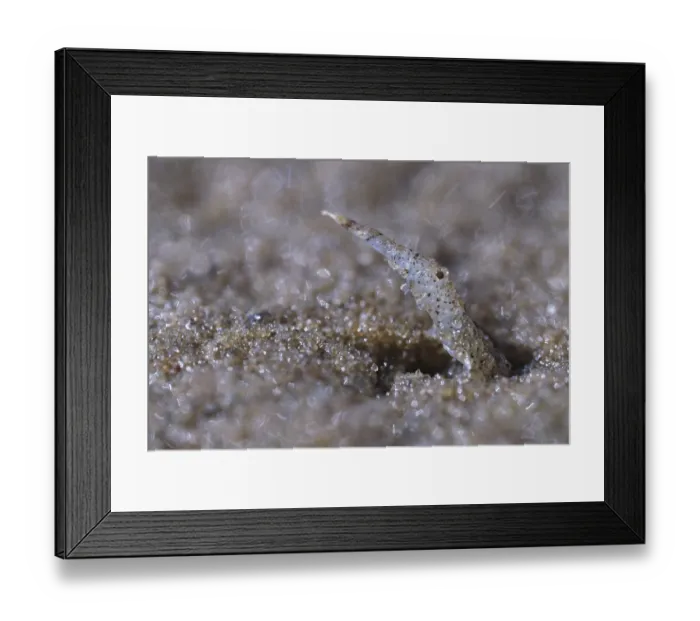 Framed Print : North Sea prawns (Crangon crangon) Framed Print : North Sea prawns (Crangon crangon)