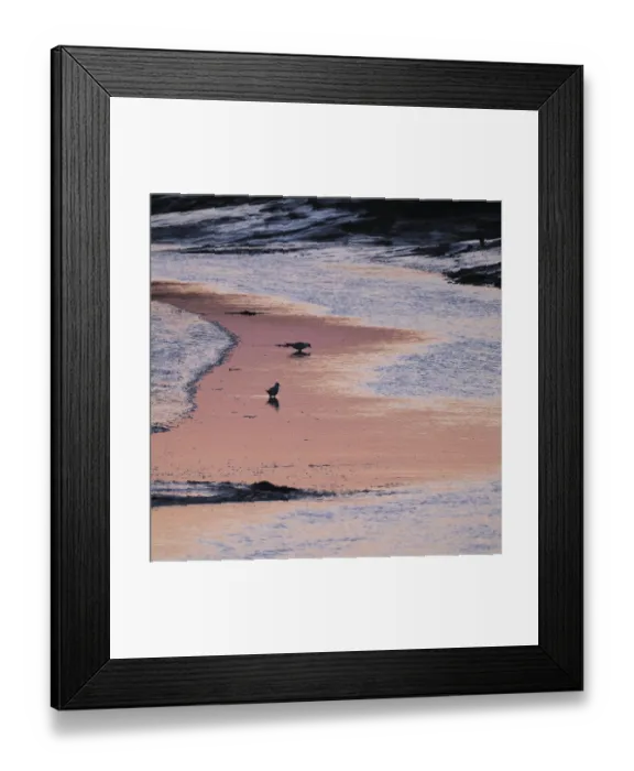 Framed Print : Seabirds in the mudflats in Tumlau Bay Framed Print : Seabirds in the mudflats in Tumlau Bay