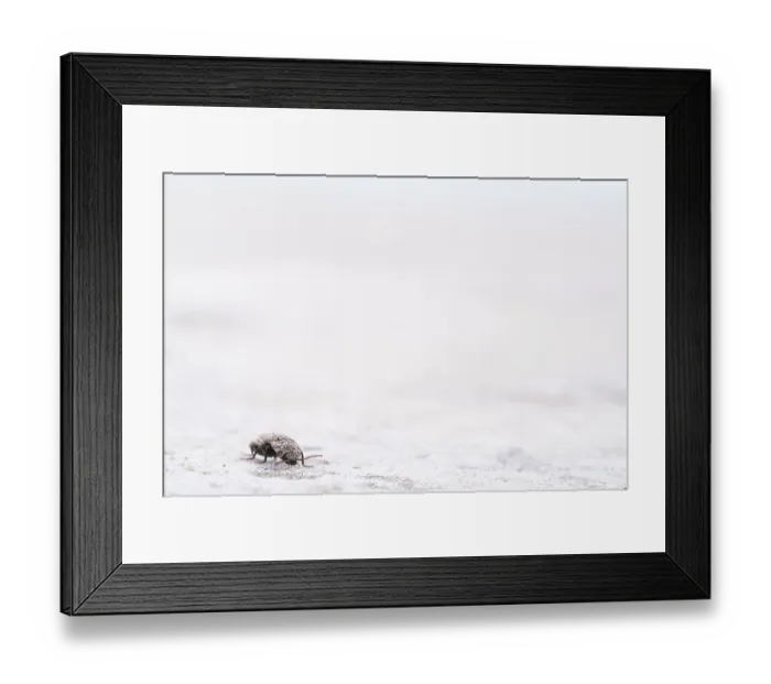 Framed Print : Mouse grey sand beetle (Agrypnus murinus) in the sand