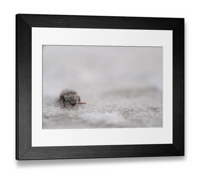 Framed Print : Mouse grey sand beetle (Agrypnus murinus) in the sand Framed Print : Mouse grey sand beetle (Agrypnus murinus) in the sand