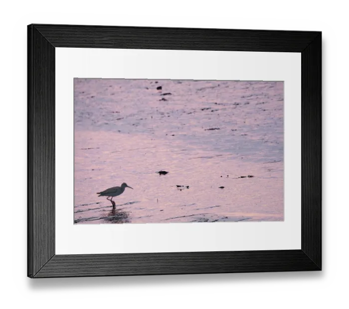 Framed Print : Redshank (Tringa totanus), Tumlauer Bucht