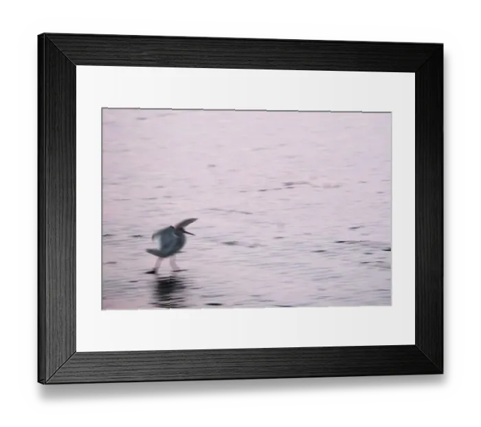 Framed Print : Redshank (Tringa totanus), Tumlauer Bucht