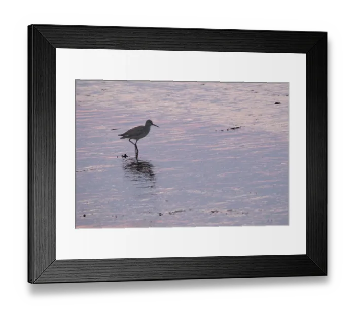 Framed Print : Redshank (Tringa totanus), Tumlauer Bucht Framed Print : Redshank (Tringa totanus), Tumlauer Bucht