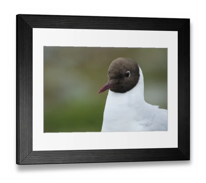 Framed Print : Portrait of a Black-headed Black-headed Gull (Chroicocephalus ridibundus)