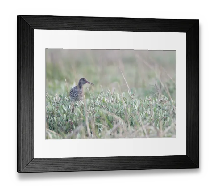Framed Print : Redshank (Tringa totanus), Tumlader Bucht