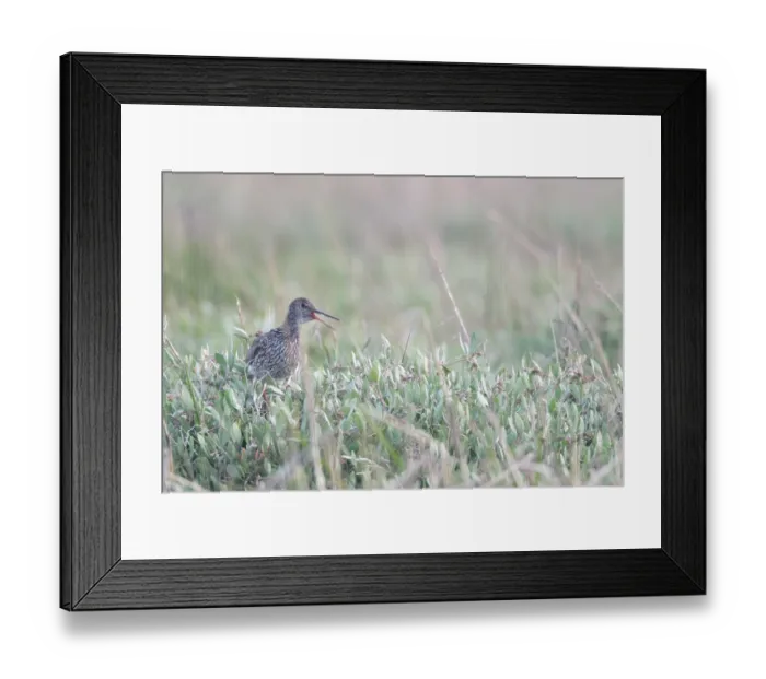 Framed Print : Redshank (Tringa totanus), Tumlader Bucht Framed Print : Redshank (Tringa totanus), Tumlader Bucht