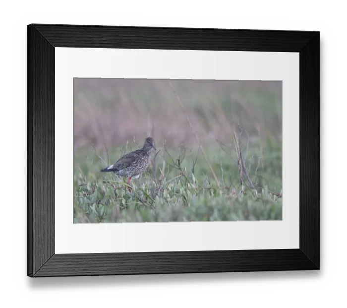 Framed Print : Redshank (Tringa totanus), Tumlader Bucht