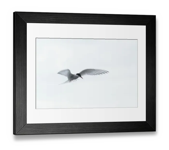 Framed Print : Arctic Arctic Tern (Sterna paradisaea) in shaking flight Framed Print : Arctic Arctic Tern (Sterna paradisaea) in shaking flight