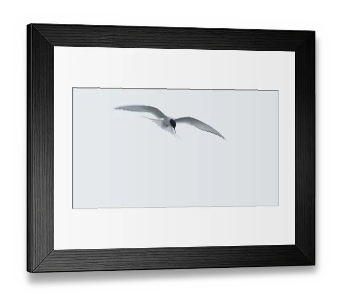 Framed Print : Arctic Arctic Tern (Sterna paradisaea) in shaking flight