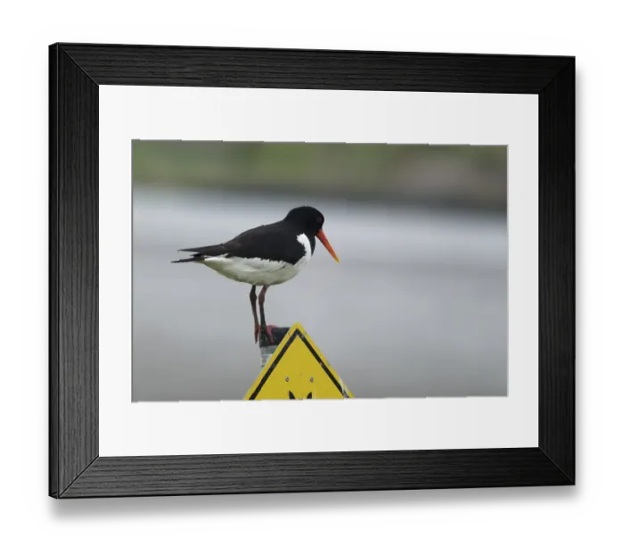 Framed Print : Oystercatcher (Haematopus ostralegus)
