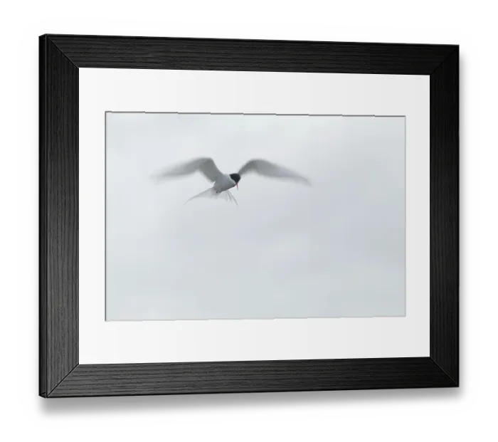 Framed Print : Arctic Arctic Tern (Sterna paradisaea) in shaking flight Framed Print : Arctic Arctic Tern (Sterna paradisaea) in shaking flight