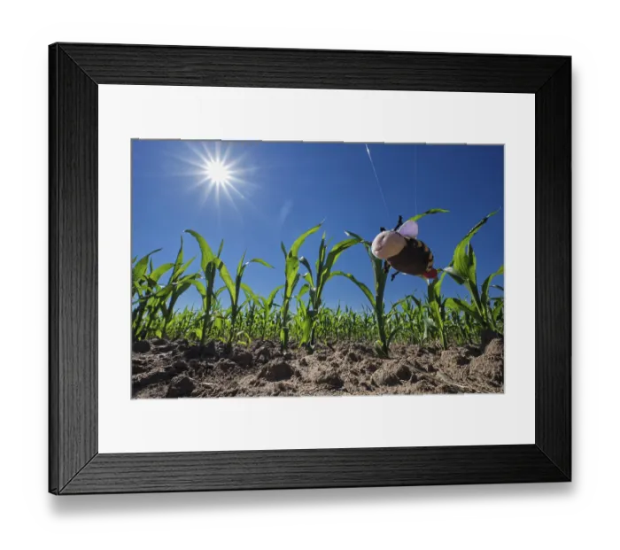 Framed Print : Corn field, only fabric bees live here
