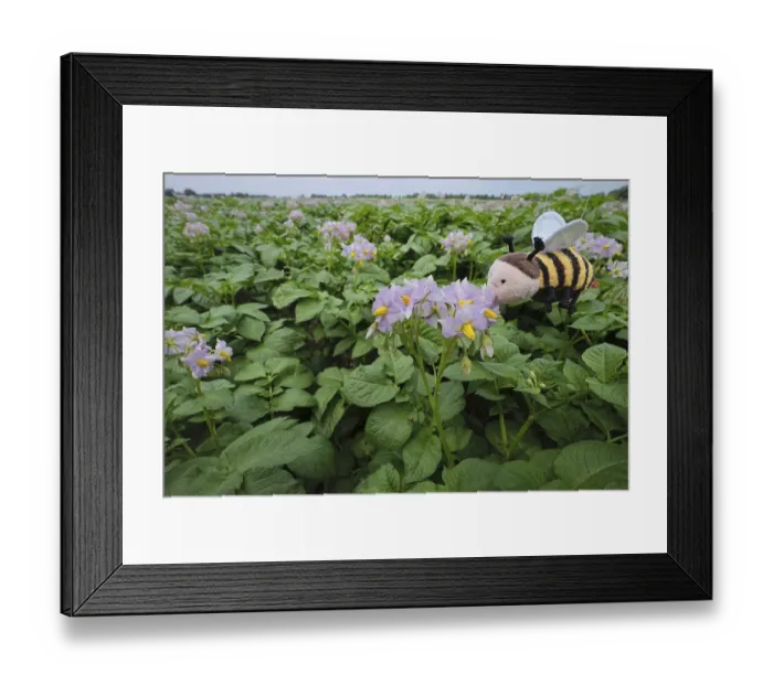 Framed Print : Potato field, only soff bees live here Framed Print : Potato field, only soff bees live here