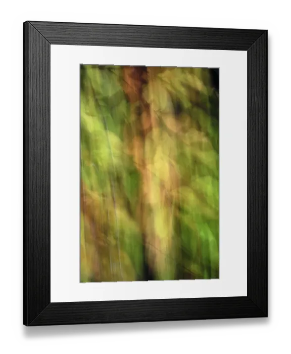 Framed Print : Autumn foliage of copper beech (Fagus silvatica) Framed Print : Autumn foliage of copper beech (Fagus silvatica)