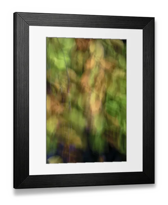 Framed Print : Autumn foliage of copper beech (Fagus silvatica) Framed Print : Autumn foliage of copper beech (Fagus silvatica)