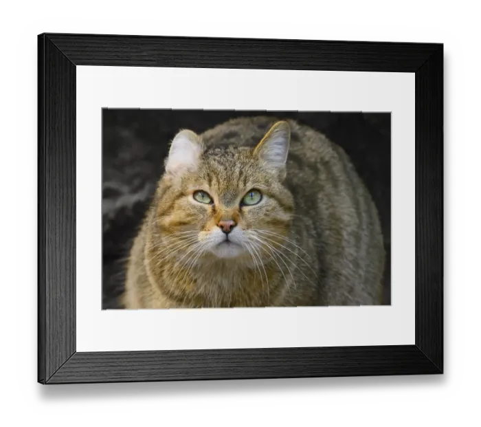 Framed Print : Forest cat Wildcat (Felis silvestris)