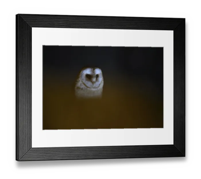 Framed Print : A barn owl (Tyto alba) sits in an attic with wooden beams looking out of the darkness Framed Print : A barn owl (Tyto alba) sits in an attic with wooden beams looking out of the darkness