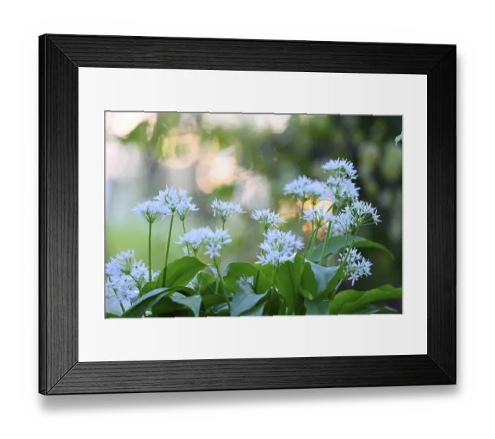 Framed Print : Wild garlic blossom (Allium ursinum) on the forest floor in a beech forest (Fagus sylvatica)