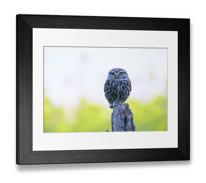 Framed Print : Little owl (Athene noctua) on a branch with blue background and yellow flowers
