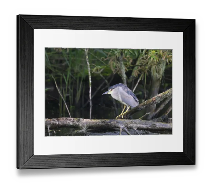 Framed Print : Night heron (Nycticorax nycticorax) on a rotten willow branch