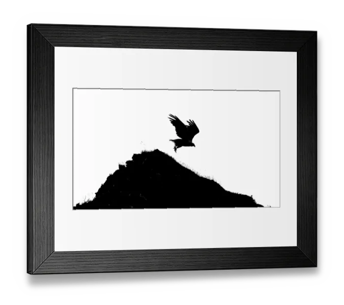 Framed Print : A white-tailed eagle (Haliaeetus albicilla) silhouette flying over a hill in a black and white landscape